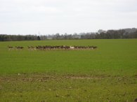 Deer, nr Roe Green