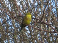 Yellowhammer