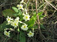 Primroses