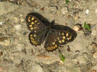 Speckled Wood butterfly