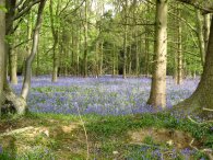 Park Wood, Weston