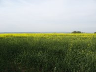 Field nr Graveley