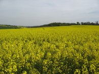 Field nr Graveley