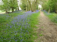 Bluebells