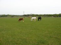 Horses, nr Stevenage