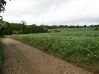 Path nr Stagenhoe Park