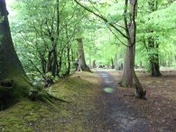 Hitch Wood