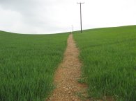 Field nr Almshoe Bury