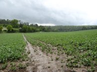 Field nr Minsden Chapel