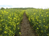 Fields nr Whitwell