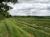 Fields nr Hoo Park