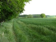 Fields nr Hoo Park