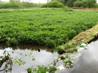 Watercress Beds