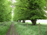 Path towards Lamer House