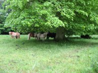 Shetland ponies