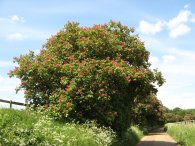 Path towards Maynes Farm