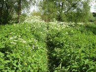 Path besides the River Ver