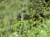 Little Owl