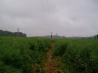 Fields nr Redbourn