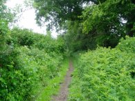 Path towards Ballington Bottom