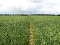 Approaching Little Gaddesden