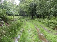 Woodland, Ashridge Estate