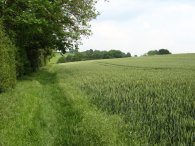 Fields nr Chipperfield