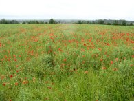 Poppies