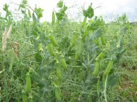 Peas