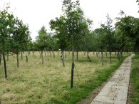 Trees by Little Kendals Farm