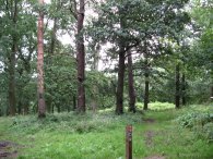 Cow Bank Wood