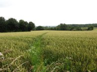 Fields nr Shenley