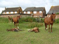 Ponies, South Mimms