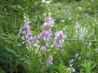 Goat's Rue