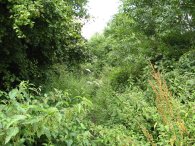 Path towards Hammond Street