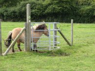 Shetland Pony