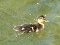 Mallard Duckling