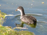 Baby Moorhen