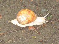 Roman Snail