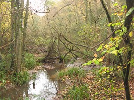 Stream by Hampers Lane