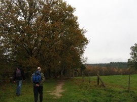 St Leonards Forest