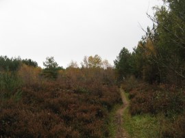 St Leonards Forest