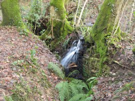 Stream, New England Wood