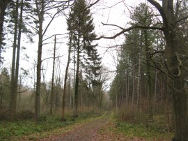 Minepit Wood