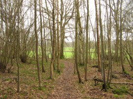 Fields nr Cuckfield Lane