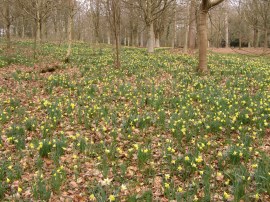Daffodils in Jockey's Wood