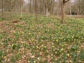 Daffodils in Jockey's Wood