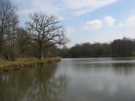 Pond besides Whitehill Woods