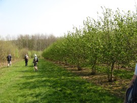 Kentish Cobnut Trees