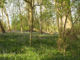 Bluebells, not quite in bloom